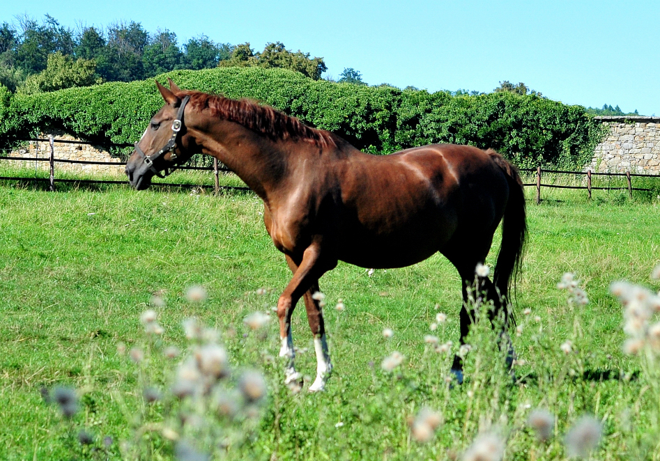 Impressionen - August 2025 - Trakehner Gestt Hmelschenburg  - Foto: Beate Langels
