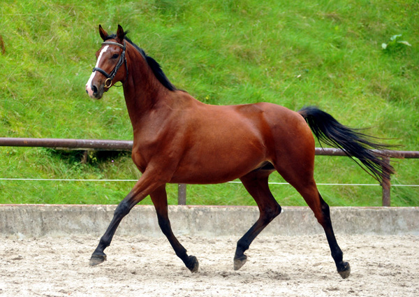 Goliath von Shavalou u.d. Guendalina v. Red Patrick xx - Foto: Beate Langels - Trakehner Gestt Hmelschenburg