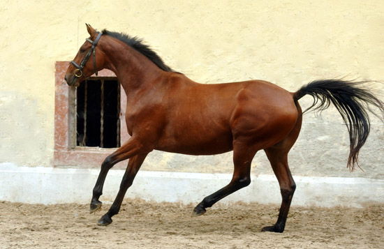 Goliath von Shavalou u.d. Guendalina v. Red Patrick xx - Foto: Beate Langels - Trakehner Gestt Hmelschenburg