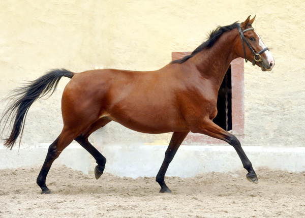 Goliath von Shavalou u.d. Guendalina v. Red Patrick xx - Foto: Beate Langels - Trakehner Gestt Hmelschenburg