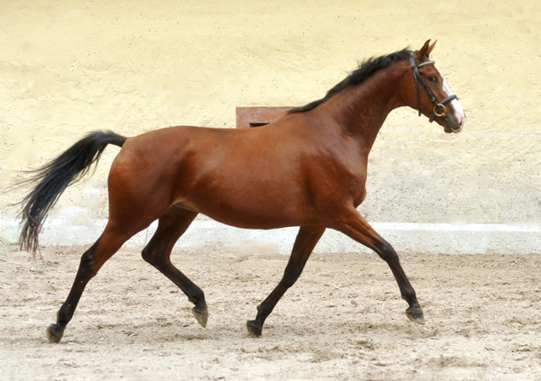 Goliath von Shavalou u.d. Guendalina v. Red Patrick xx - Foto: Beate Langels - Trakehner Gestt Hmelschenburg