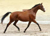 Goliath v. Shavalou - Red Patrick xx