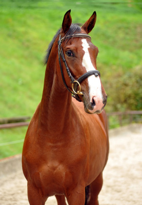 Goliath von Shavalou u.d. Guendalina v. Red Patrick xx - Foto: Beate Langels - Trakehner Gestt Hmelschenburg