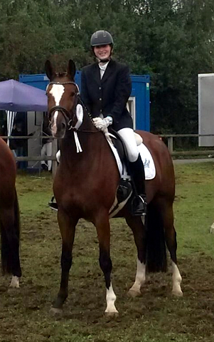 Pr.u.StPrSt. KLASSIC BLUE v. Singolo - Zchter: Beate Langels - Trakehner Gestt Hmelschenburg