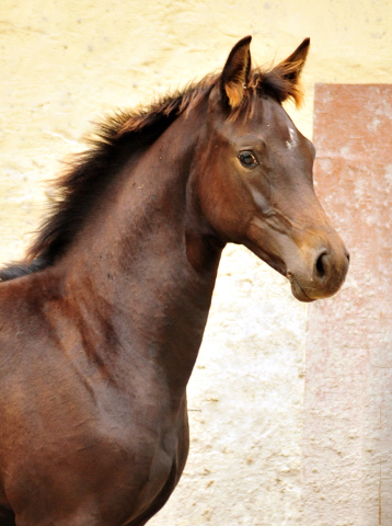 Stutfohlen von Saint Cyr u.d. Kaiserspiel v. Exclusiv Gestt Hmelschenburg - 31. August 2016 - copyright by Beate Langels