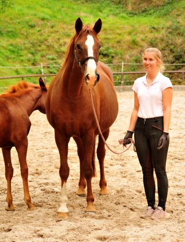 Klassic von Freudenfest - Gestüt Hämelschenburg - 19. September 2016 - copyright by Beate Langels