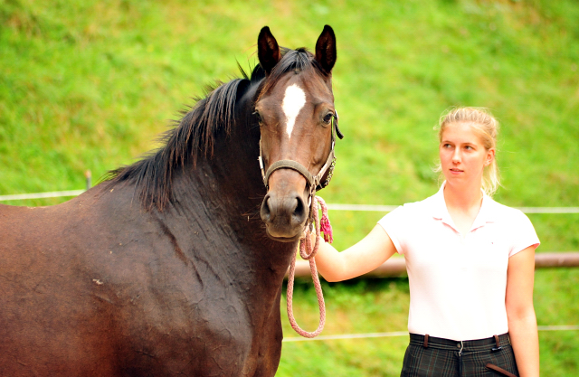 Stutfohlen von De Niro u.d. Schwalbendiva v. Totilas - Gestüt Hämelschenburg - 19. September 2016 - copyright by Beate Langels