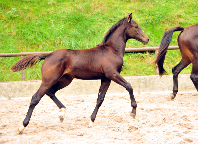 Stutfohlen von Saint Cyr u.d. Kaiserspiel v. Exclusiv Gestt Hmelschenburg - 31. August 2016 - copyright by Beate Langels