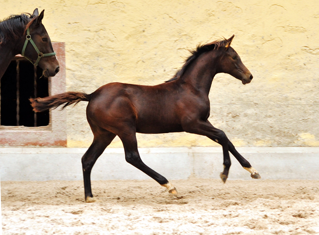 Stutfohlen von Saint Cyr u.d. Kaiserspiel v. Exclusiv Gestt Hmelschenburg - 31. August 2016 - copyright by Beate Langels