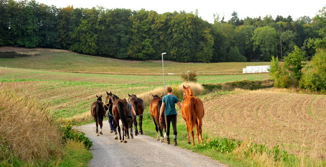 Zweijhrige Trakehner Stuten am 17.09.2018 im Trakehner Gestt Hmelschenburg - Foto: Beate Langels