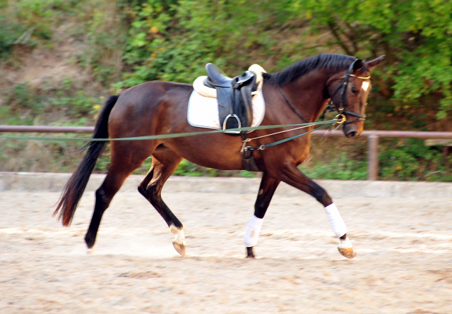 Kaiserherz - Trakehner Gestt Hmelschenburg - September 2018 - Foto: Beate Langels