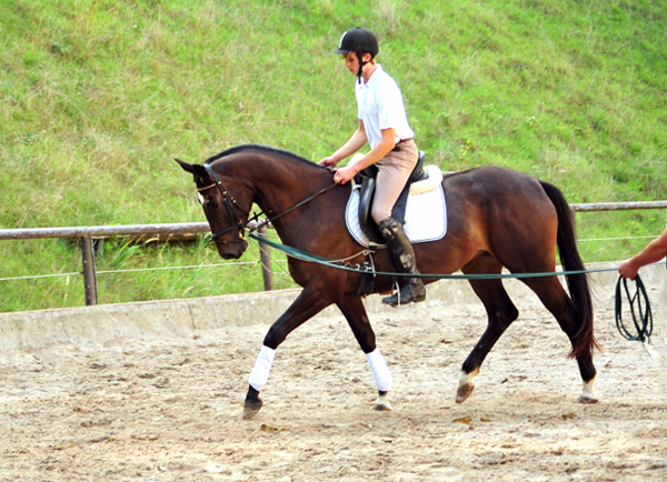 Kaiserherz - Trakehner Gestt Hmelschenburg - September 2018 - Foto: Beate Langels