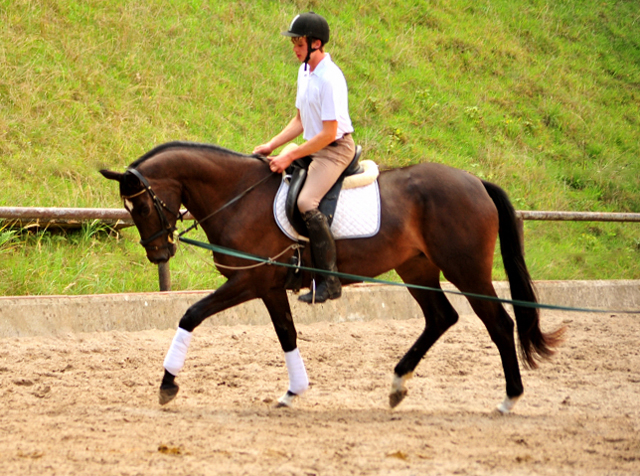 Kaiserherz - Trakehner Gestt Hmelschenburg - September 2018 - Foto: Beate Langels