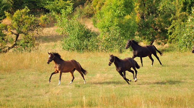 Zweijhrige Trakehner Stuten am 17.09.2018 im Trakehner Gestt Hmelschenburg - Foto: Beate Langels