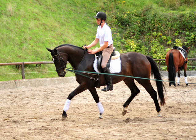 Kaiserherz - Trakehner Gestt Hmelschenburg - September 2018 - Foto: Beate Langels