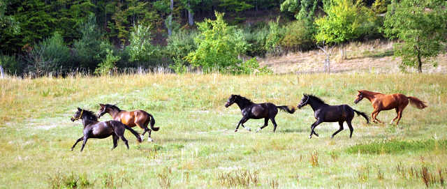 Zweijhrige Trakehner Stuten am 17.09.2018 im Trakehner Gestt Hmelschenburg - Foto: Beate Langels