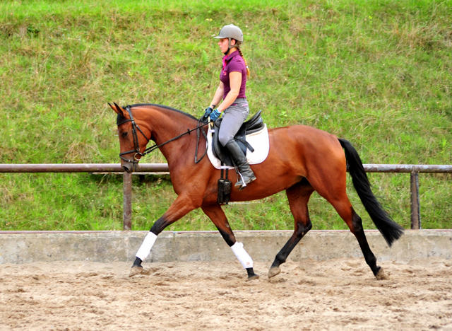 Barinja - Trakehner Gestt Hmelschenburg - Foto: Beate Langels