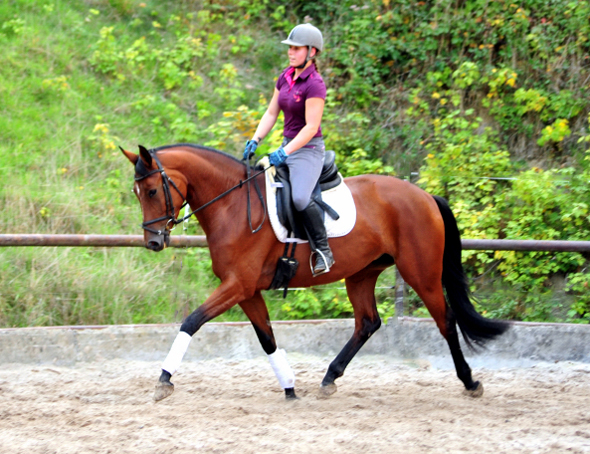 Barinja - Trakehner Gestt Hmelschenburg - Foto: Beate Langels