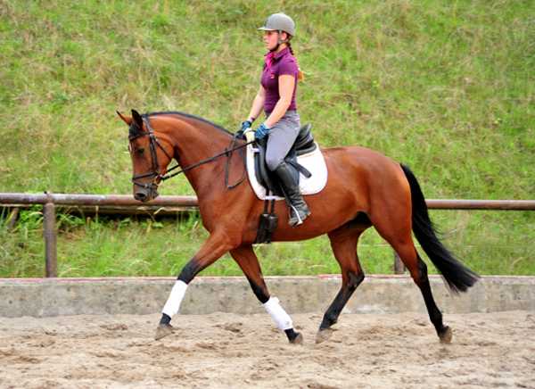 Barinja - Trakehner Gestt Hmelschenburg - Foto: Beate Langels