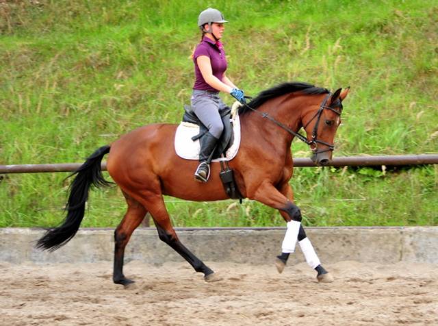 Barinja - Trakehner Gestt Hmelschenburg - Foto: Beate Langels