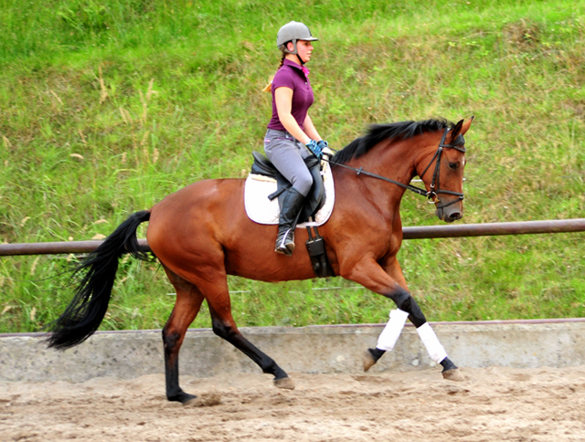 Barinja - Trakehner Gestt Hmelschenburg - Foto: Beate Langels