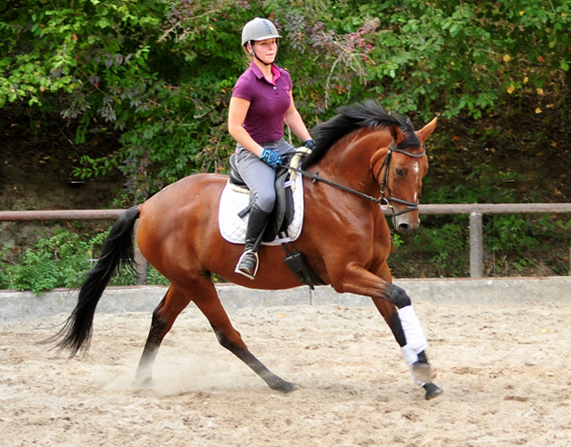 Barinja - Trakehner Gestt Hmelschenburg - Foto: Beate Langels