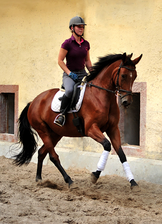 Barinja - Trakehner Gestt Hmelschenburg - Foto: Beate Langels