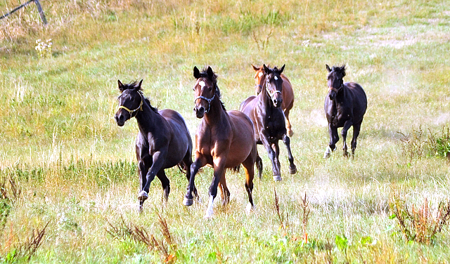 Zweijhrige Trakehner Stuten am 17.09.2018 im Trakehner Gestt Hmelschenburg - Foto: Beate Langels