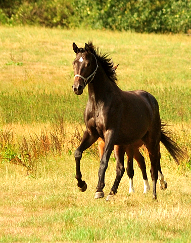 Zweijhrige Trakehner Stuten am 17.09.2018 im Trakehner Gestt Hmelschenburg - Foto: Beate Langels