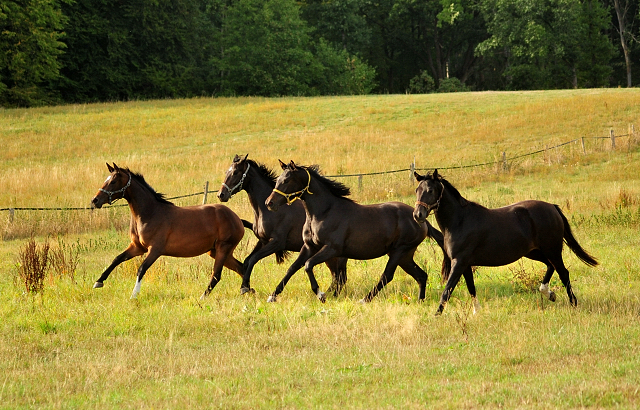 Zweijhrige Trakehner Stuten am 17.09.2018 im Trakehner Gestt Hmelschenburg - Foto: Beate Langels