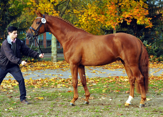 Tudor mit Zchtern und Besitzern - Trakehner Hengstmarkt 2014 - Foto: Beate Langels