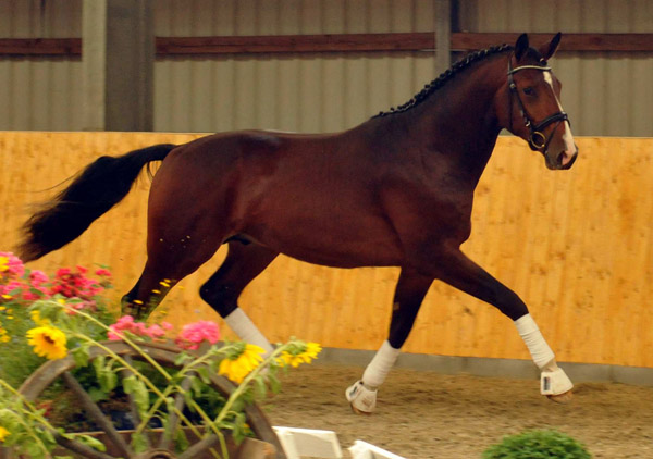   - Trakehner Gestt Hmelschenburg