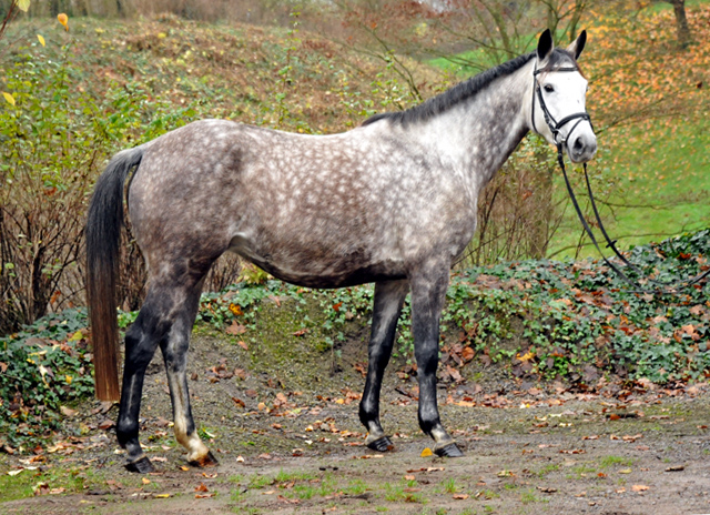 TEATIME von Summertime - Foto: Beate Langels - Trakehner Gestt Hmelschenburg