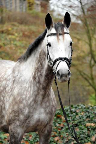 TEATIME von Summertime - Foto: Beate Langels - Trakehner Gestt Hmelschenburg