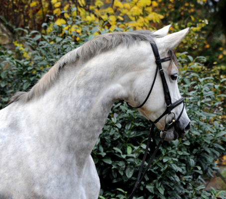 Impressionen vom November 2021 - Trakehner Gestt Hmelschenburg  - Foto: Beate Langels