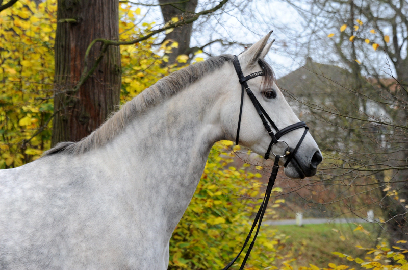 Pr.A. TeaCup v. Exclusiv x Summertime - 19. November 2021 in Hmelschenburg  - Foto: Beate Langels - Trakehner Gestt Hmelschenburg