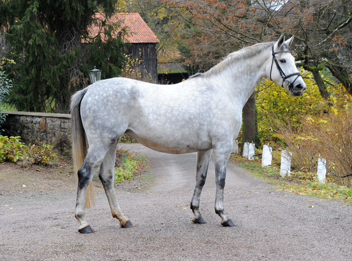 Pr.A. TeaCup v. Exclusiv x Summertime - 19. November 2021 in Hmelschenburg  - Foto: Beate Langels - Trakehner Gestt Hmelschenburg