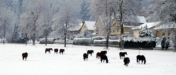 Ein Winterspaziergang am 4. Advent im Trakehner Gestt Hmelschenburg, Foto: Beate Langels