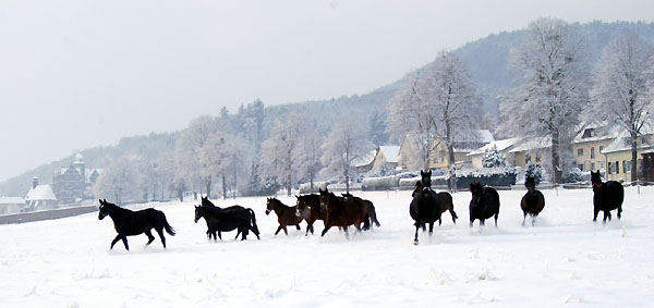 Ein Winterspaziergang am 4. Advent im Trakehner Gestt Hmelschenburg, Foto: Beate Langels