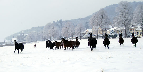 Ein Winterspaziergang am 4. Advent im Trakehner Gestt Hmelschenburg, Foto: Beate Langels
