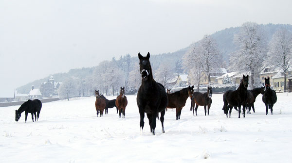 Ein Winterspaziergang am 4. Advent im Trakehner Gestt Hmelschenburg, Foto: Beate Langels
