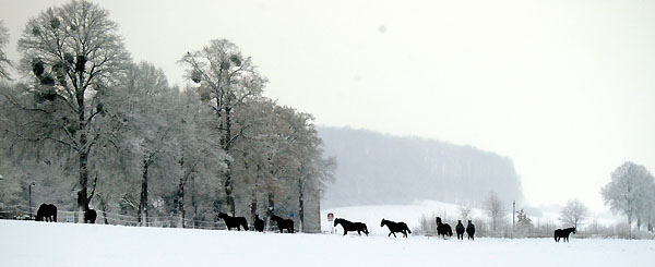 Ein Winterspaziergang am 4. Advent im Trakehner Gestt Hmelschenburg, Foto: Beate Langels