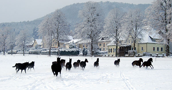 Ein Winterspaziergang am 4. Advent im Trakehner Gestt Hmelschenburg, Foto: Beate Langels