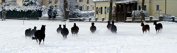 Ein Winterspaziergang am 4. Advent im Trakehner Gestt Hmelschenburg, Foto: Beate Langels