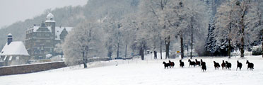 Die Hmelschenburger Zuchtstuten auf der verschneiten Feldweide