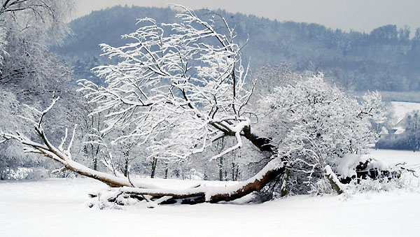 Ein Winterspaziergang am 4. Advent im Trakehner Gestt Hmelschenburg, Foto: Beate Langels