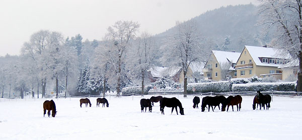 Ein Winterspaziergang am 4. Advent im Trakehner Gestt Hmelschenburg, Foto: Beate Langels