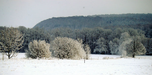 Ein Winterspaziergang am 4. Advent im Trakehner Gestt Hmelschenburg, Foto: Beate Langels