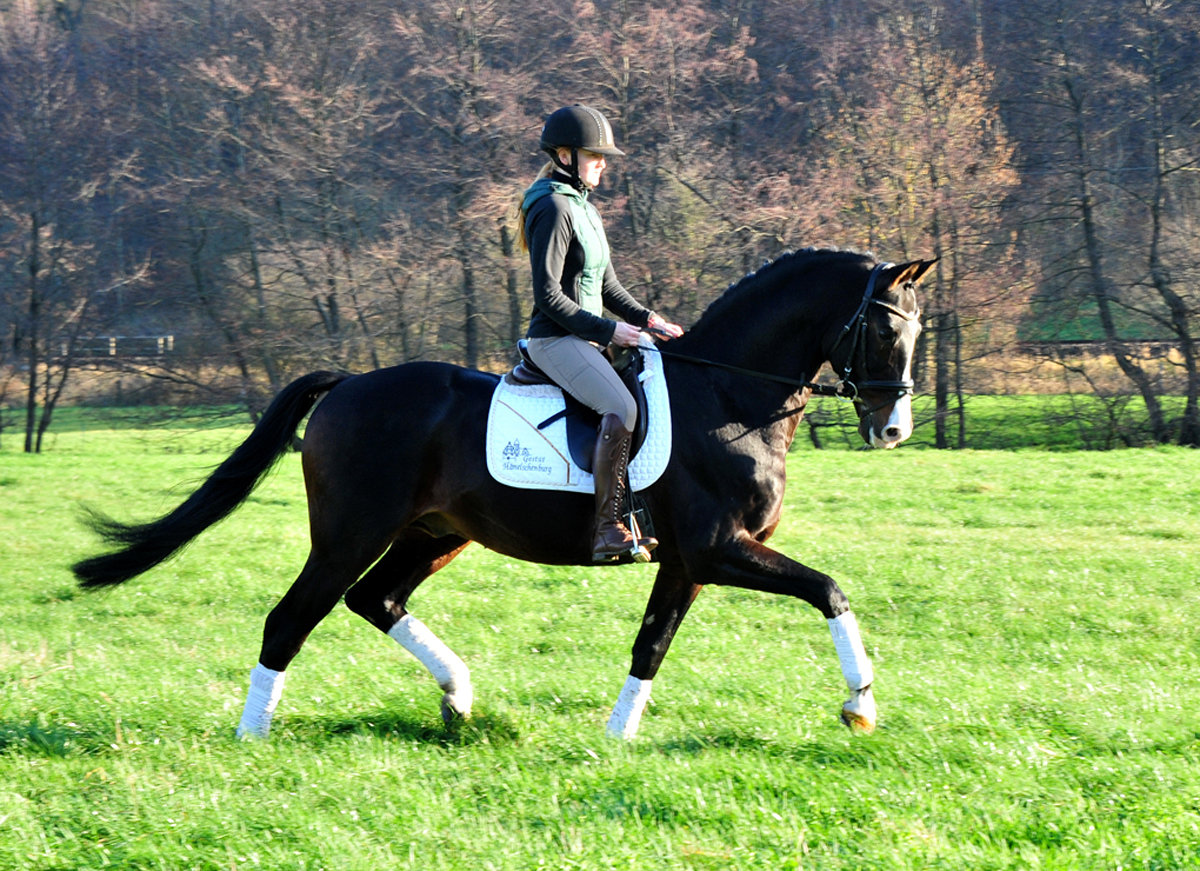 Pr mienhengst Shavalou von Freudenfest - Foto: Beate Langels - 
Trakehner Gestt Hmelschenburg