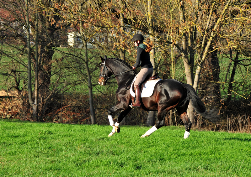 Prmienhengst Shavalou von Freudenfest - Foto: Beate Langels - 
Trakehner Gestt Hmelschenburg